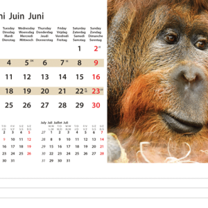 Desk calendar Wildlife 2024 - June