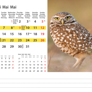 Desk calendar Wildlife 2024 - May