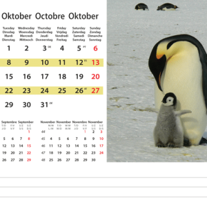 Desk calendar Wildlife 2024 - October