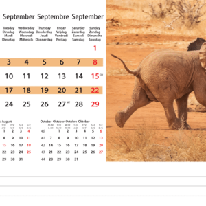 Desk calendar Wildlife 2024 - September
