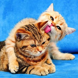 Wall calendar Cats 2026 - February
