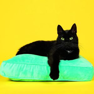 Wall calendar Cats 2026 - March