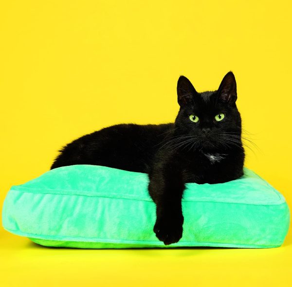 Wall calendar Cats 2026 - March