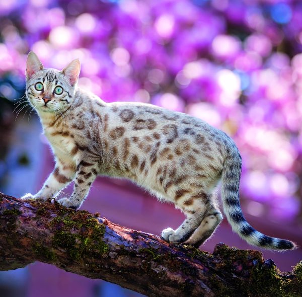 Wall calendar Cats 2026 - April