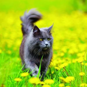 Wall calendar Cats 2026 - May