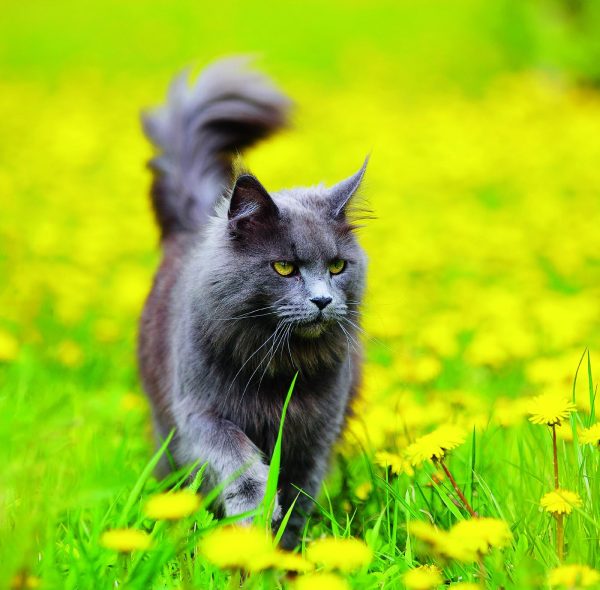 Wall calendar Cats 2026 - May