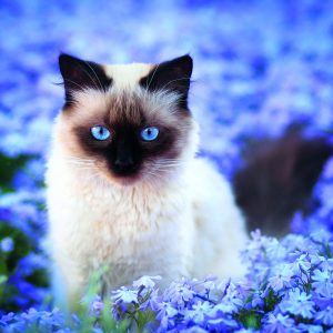 Wall calendar Cats 2026 - June