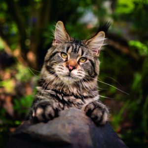 Wall calendar Cats 2026 - July