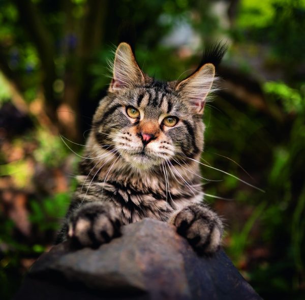 Wall calendar Cats 2026 - July