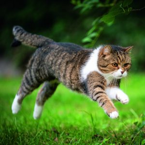 Wall calendar Cats 2026 - August