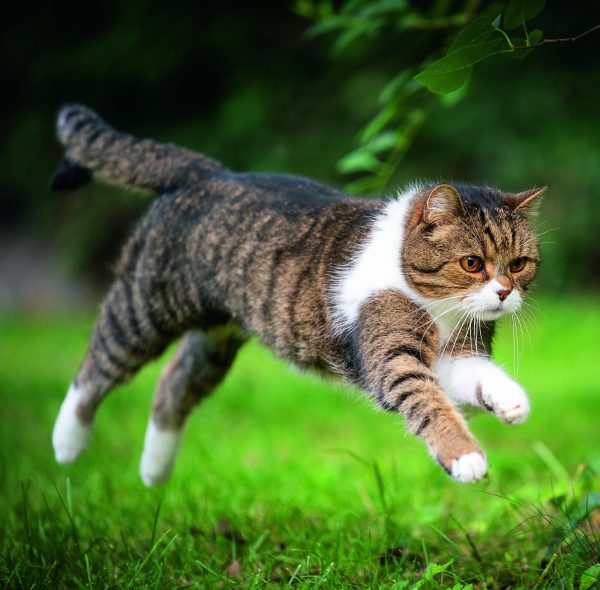 Wall calendar Cats 2026 - August