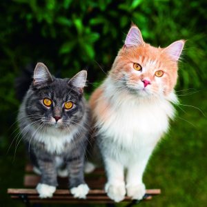Wall calendar Cats 2026 - September