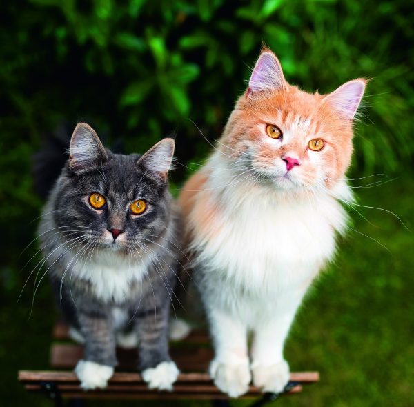 Wall calendar Cats 2026 - September