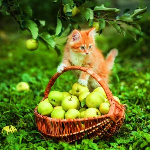 Wall calendar Cats 2026 - Oktober