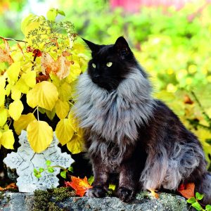 Wall calendar Cats 2026 - November
