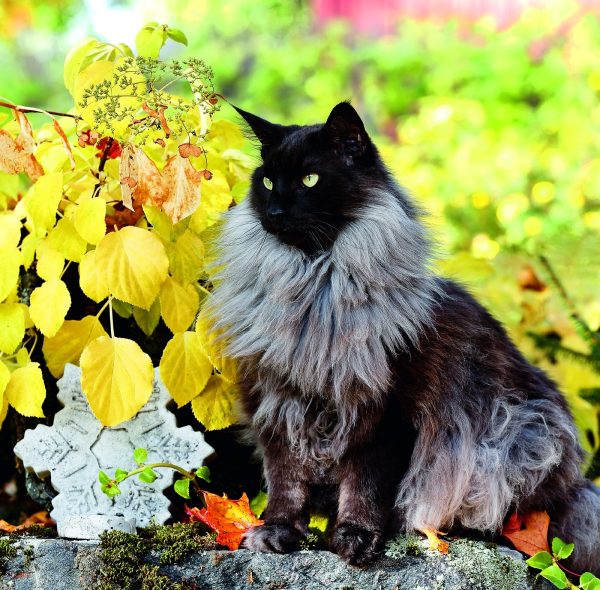 Wall calendar Cats 2026 - November