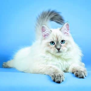 Wall calendar Cats 2026 - December