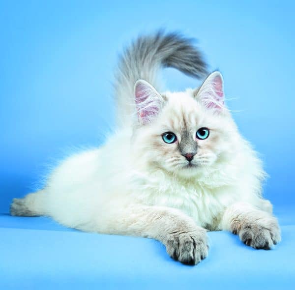 Wall calendar Cats 2026 - December