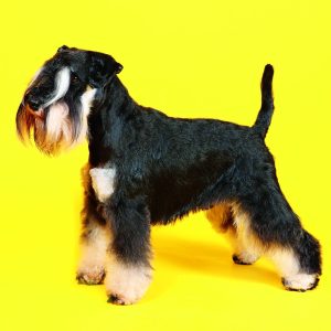 Wall calendar Dogs 2026 - February