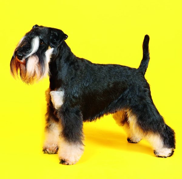 Wall calendar Dogs 2026 - February
