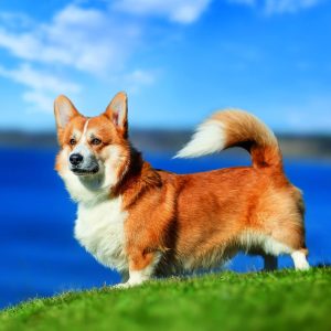 Wall calendar Dogs 2026 - March