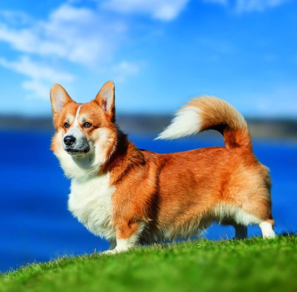 Wall calendar Dogs 2026 - March