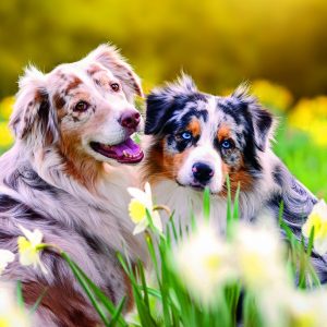 Wall calendar Dogs 2026 - April
