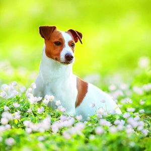 Wall calendar Dogs 2026 - May
