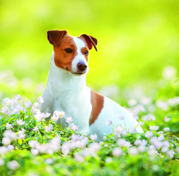 Wall calendar Dogs 2026 - May