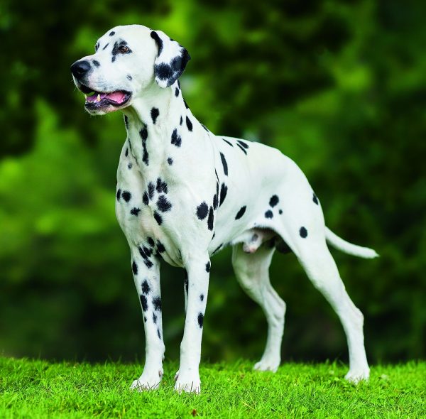 Wall calendar Dogs 2026 - June