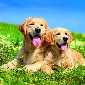Wall calendar Dogs 2026 - July