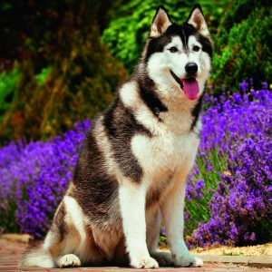 Wall calendar Dogs 2026 - August