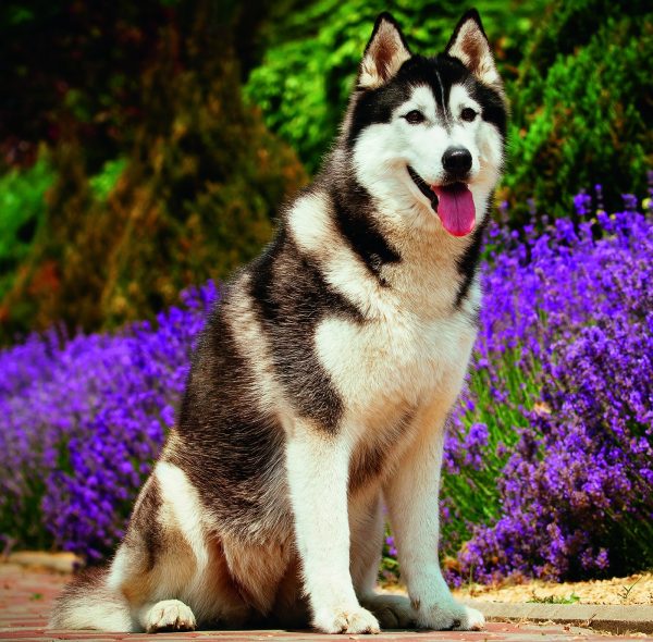 Wall calendar Dogs 2026 - August