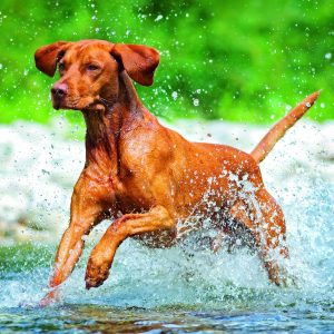 Wall calendar Dogs 2026 - September