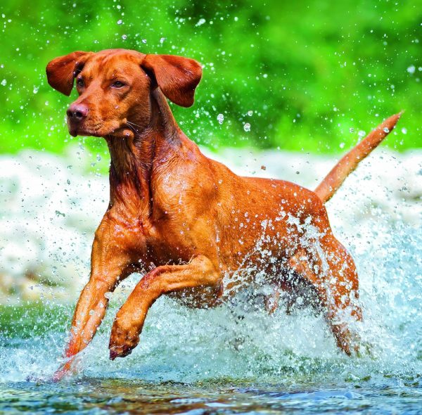 Wall calendar Dogs 2026 - September