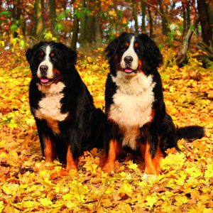 Wall calendar Dogs 2026 - Oktober