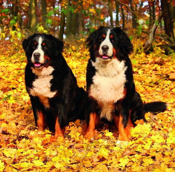 Wall calendar Dogs 2026 - Oktober
