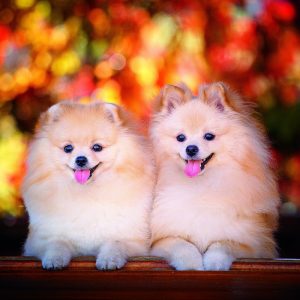 Wall calendar Dogs 2026 - November
