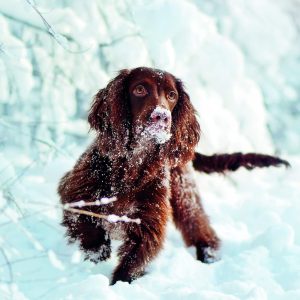 Wall calendar Dogs 2026 - December