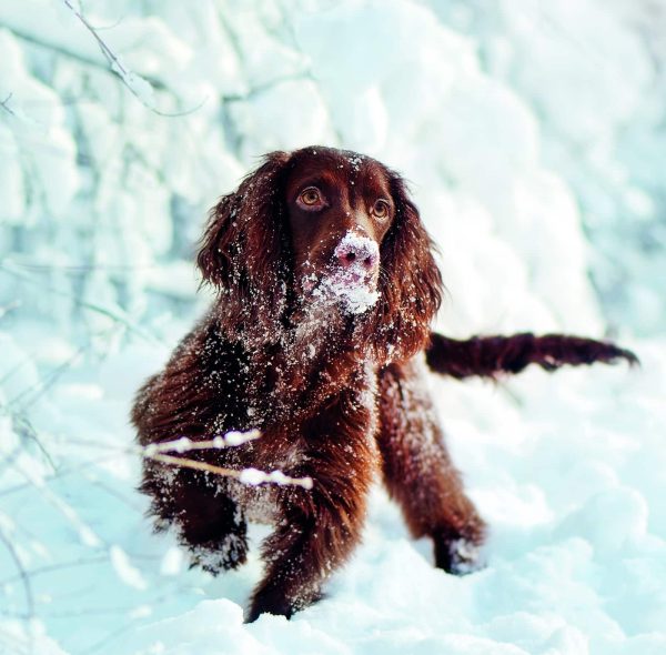 Wall calendar Dogs 2026 - December
