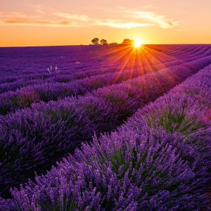 Wall calendar Provence 2026 - July