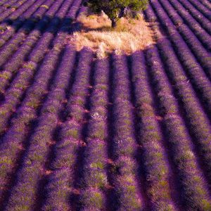 Wall calendar Provence 2026 - September