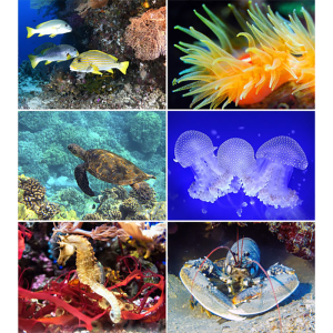 Wall calendar Ocean Wonders 2026 - Images