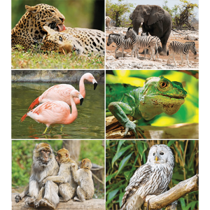 Wall calendar Wildlife 2026 - Images